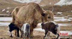 西藏那曲牦牛诞下三胞胎